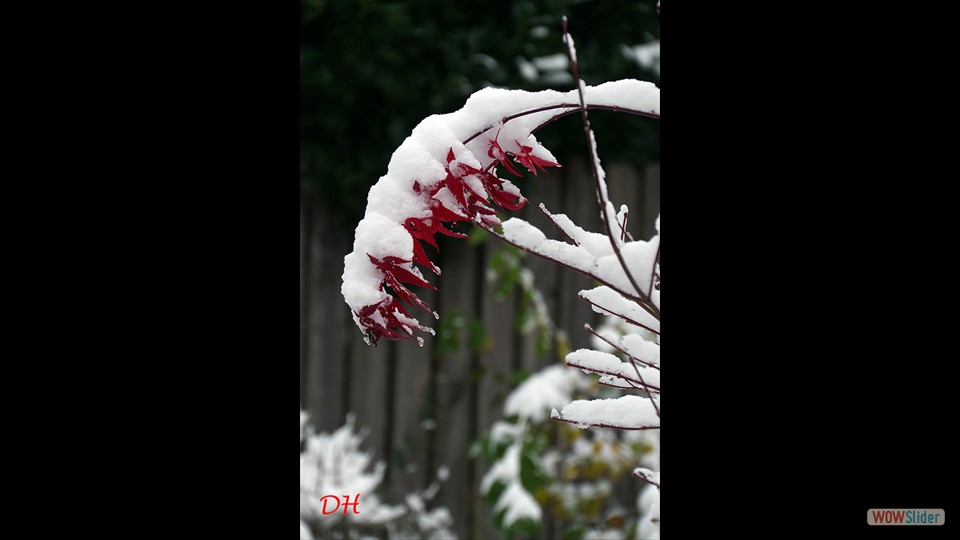 jquery image carousel