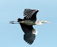 Fotowanderung Wasserpark Wasservgel Wien Flordidsdorf April 2023.